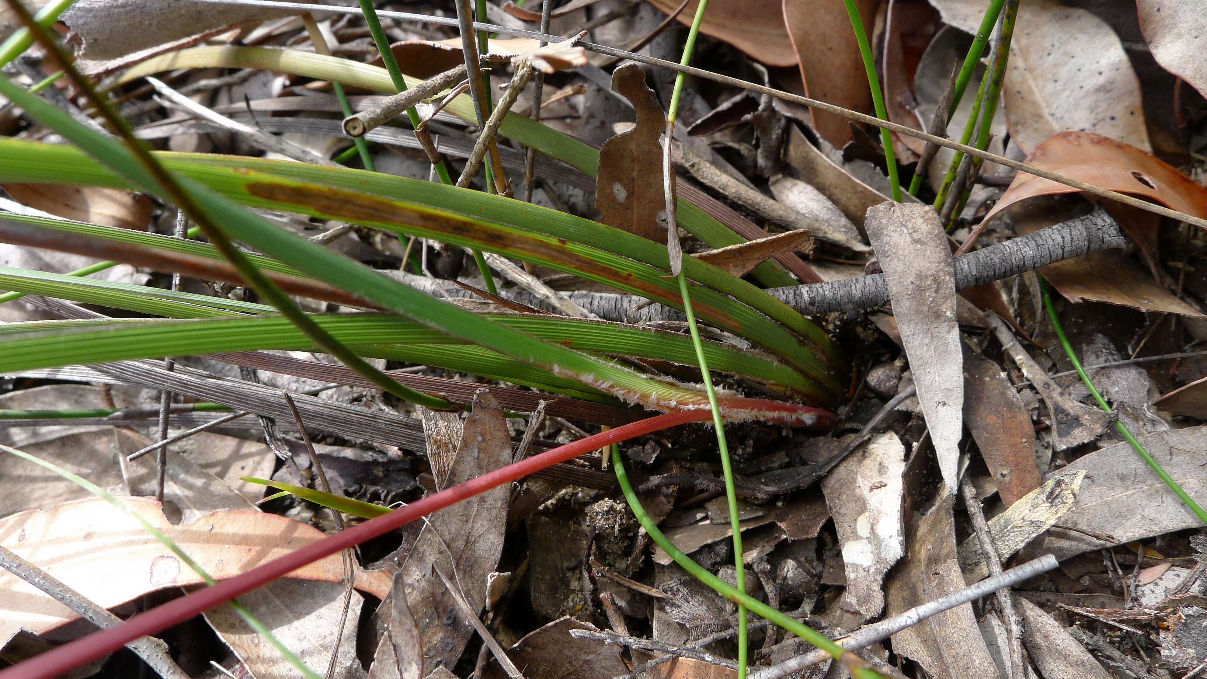 Image of Patersonia sericea R. Br.