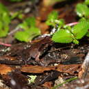 Image of Glandular horned toad