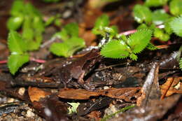 Image of Glandular horned toad