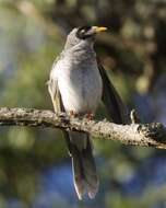 Image of Manorina melanocephala melanocephala (Latham 1801)