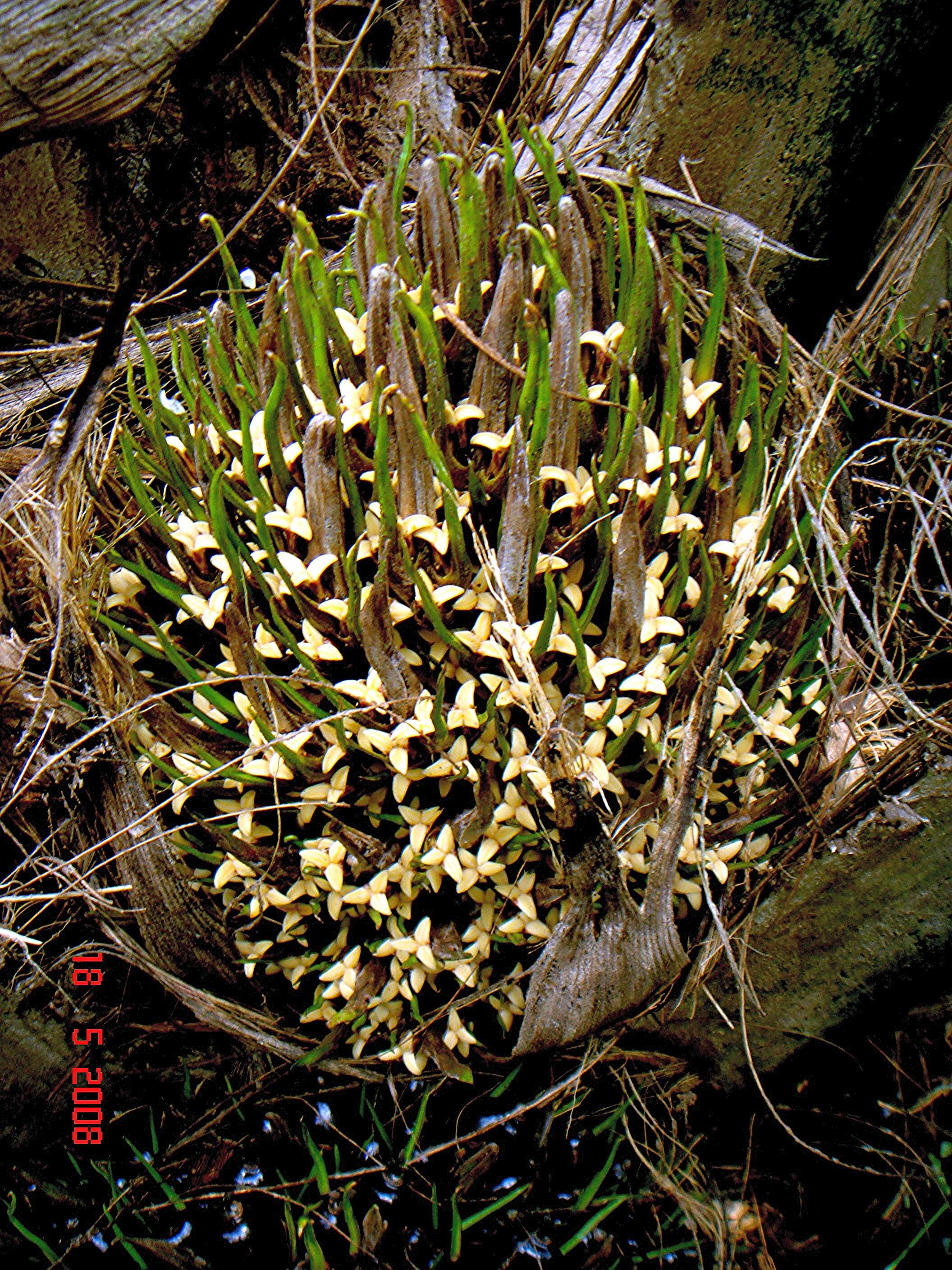 Image of oil palm