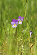 Image of violet