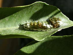 Image of Orchard Swallowtail Butterfly