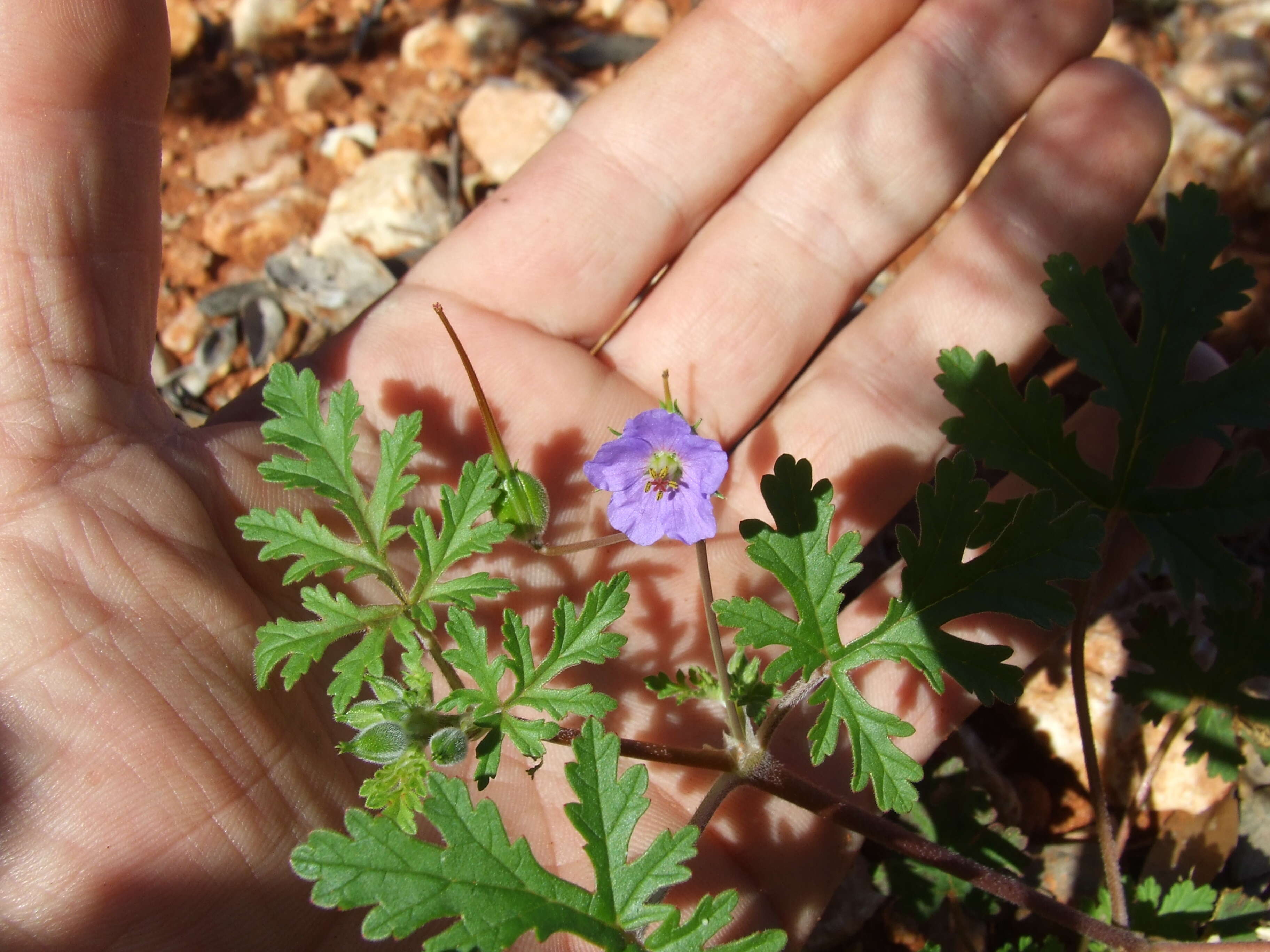 Image of Magnoliophyta