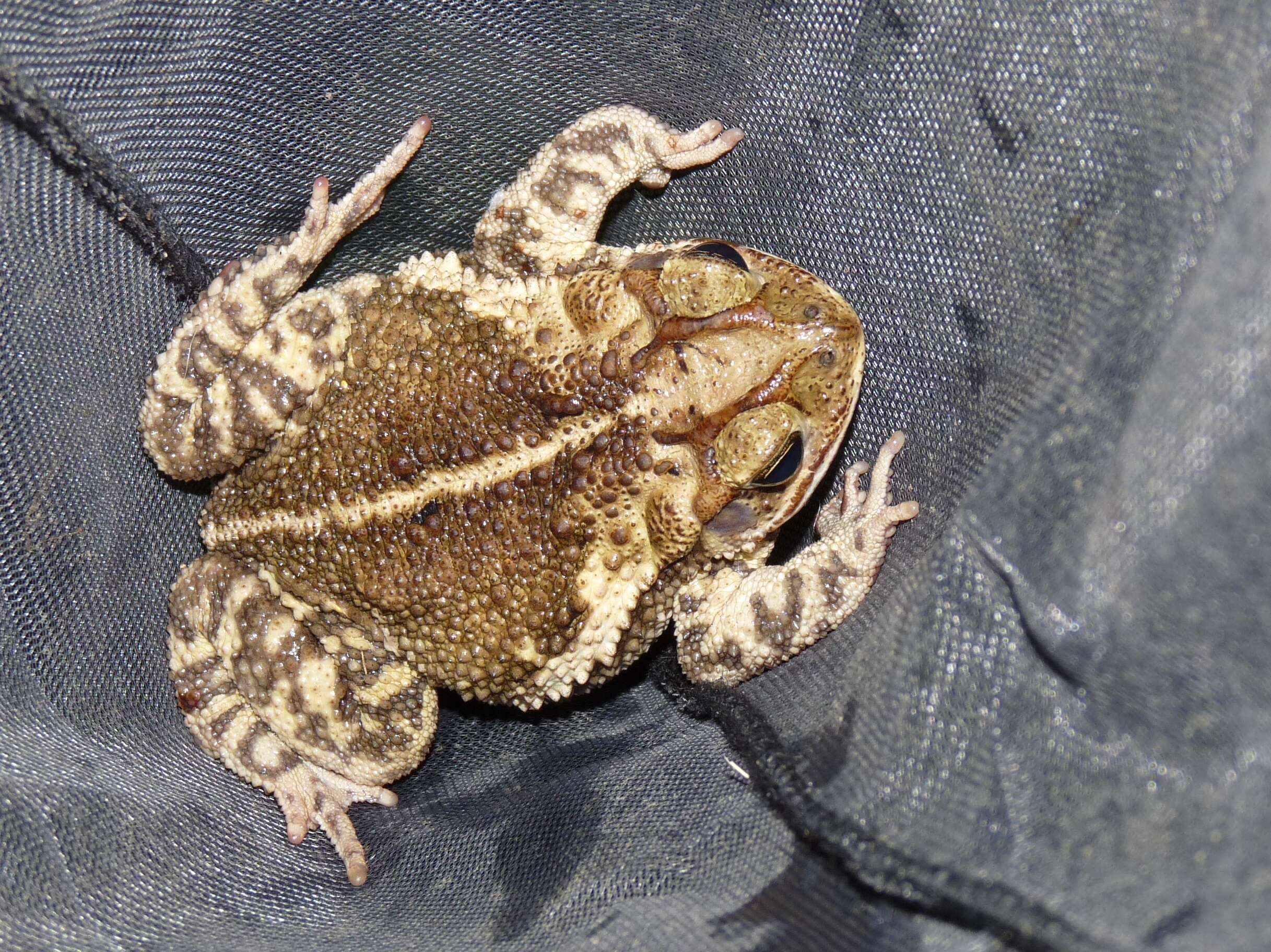 Image of Gulf Coast toad