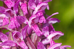 Dactylorhiza incarnata (L.) Soó resmi