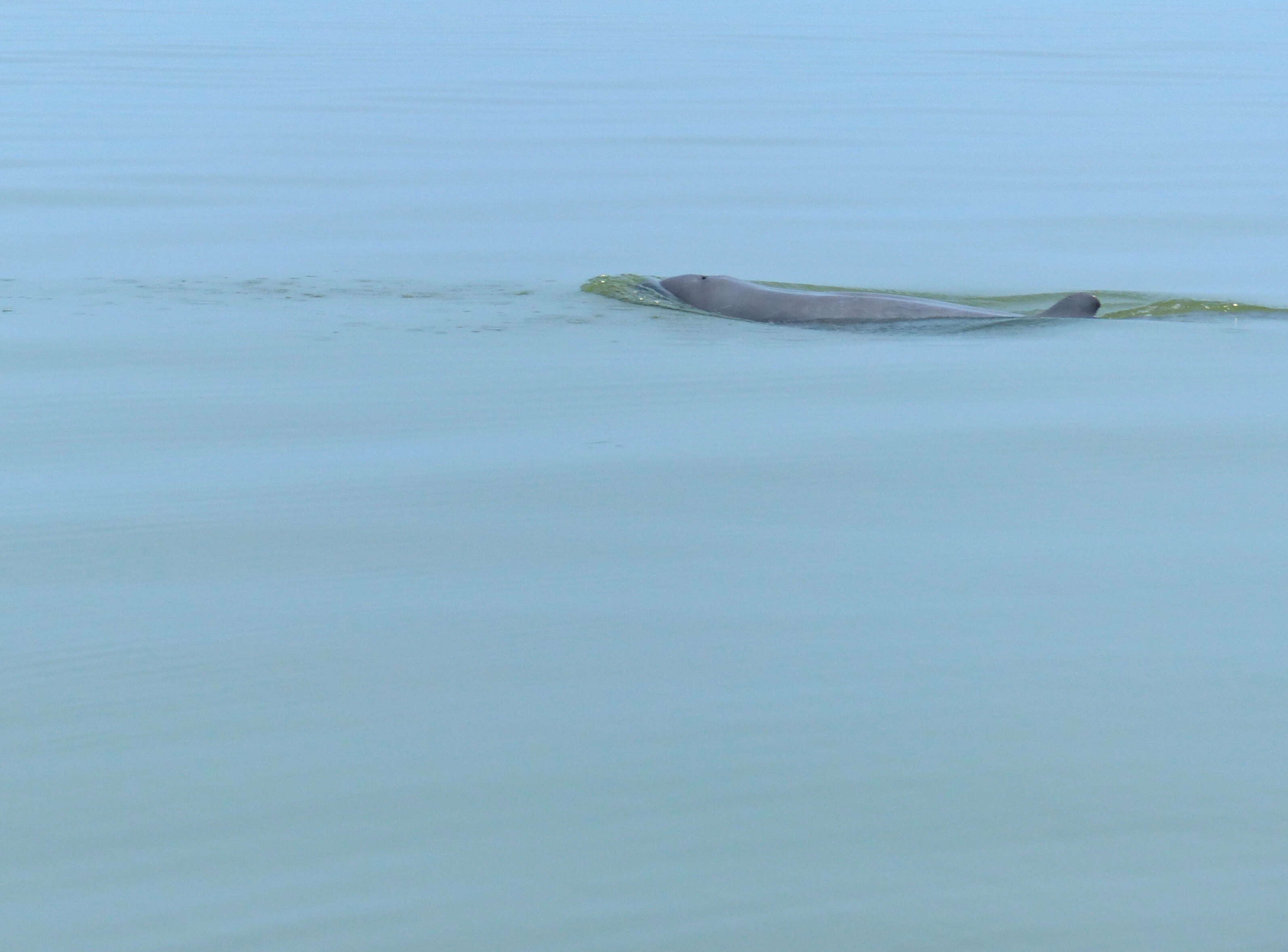 Image of Snubfin Dolphins