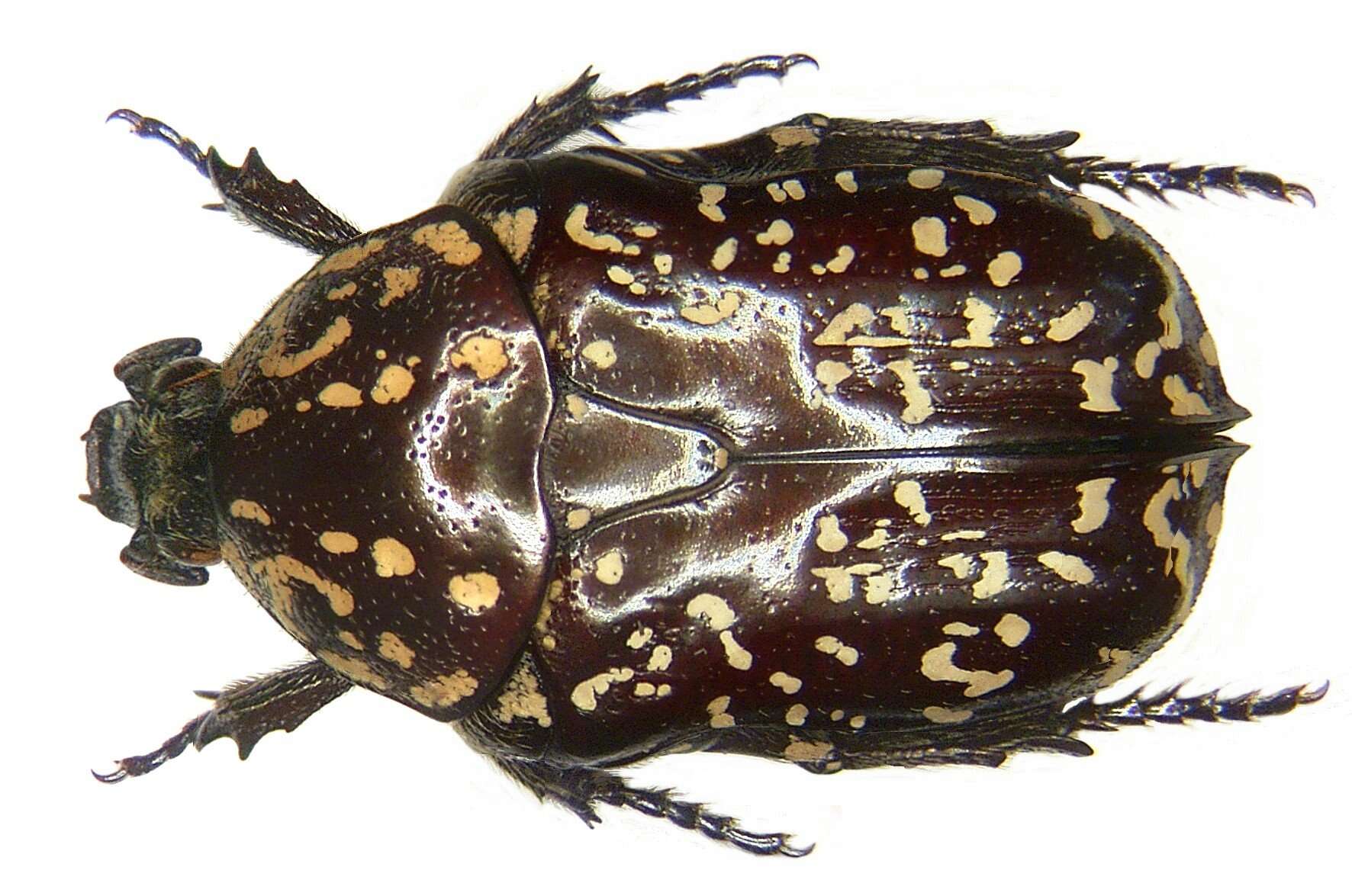 Image of Xeloma