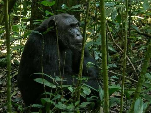 Image of Chimpanzees