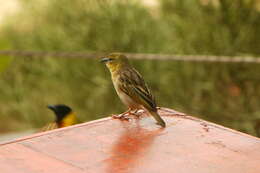 Image of Black-headed Weaver