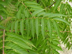 Image of tree-of-heaven