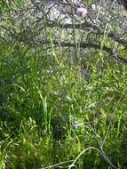 Image of New Mexico thistle