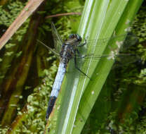 Image of Skimmers (Dragonflies)