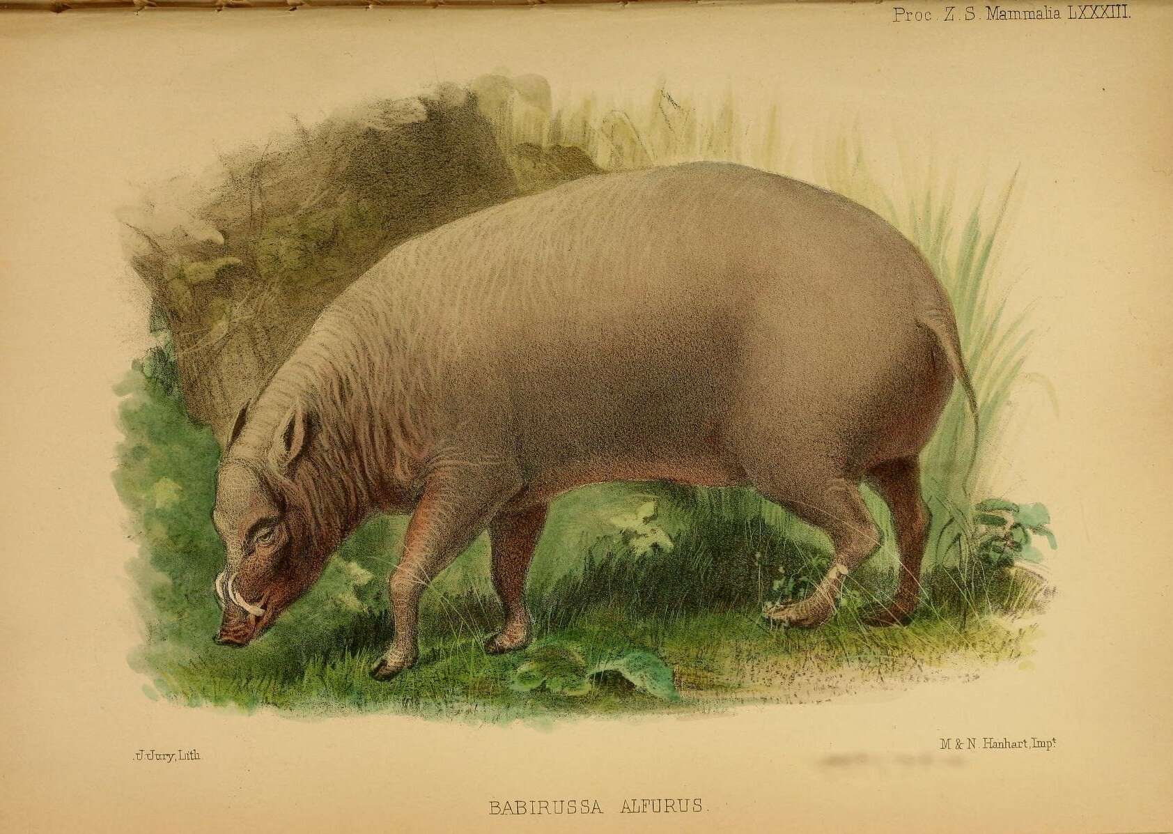 Image of babirusa