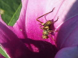 Image of Round-headed Katydids