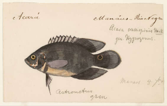 Image of Astronotus ocellatus (Agassiz 1831)