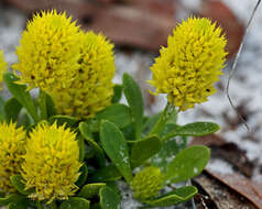 Polygala nana (Michx.) DC.的圖片