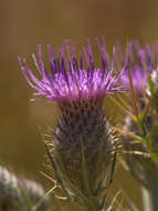 Image of Cirsium tenoreanum Petr.