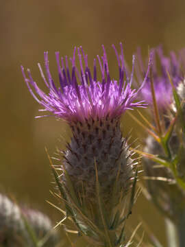 Plancia ëd Cirsium tenoreanum Petr.