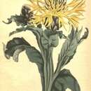 Image of Centaurea triumfettii subsp. triumfettii