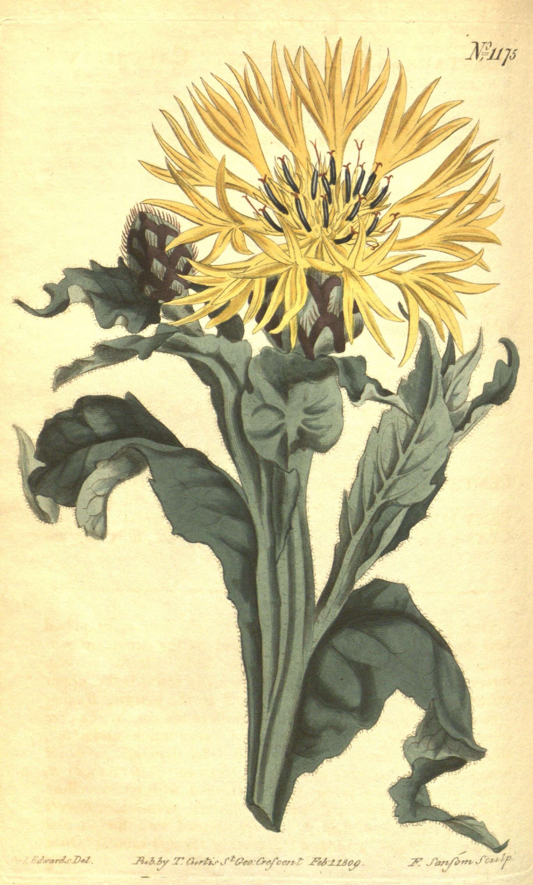 Image of Centaurea triumfettii All.