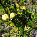 Image of Gaultheria phillyreifolia (Pers.) Sleum.