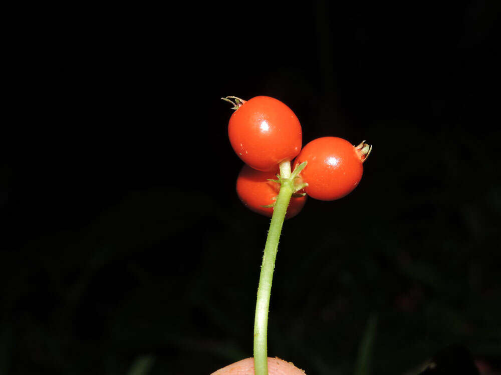 Image of Geophila cordifolia Miq.