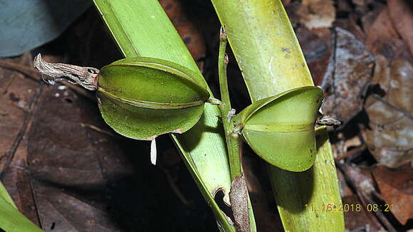 Image of appendage orchid