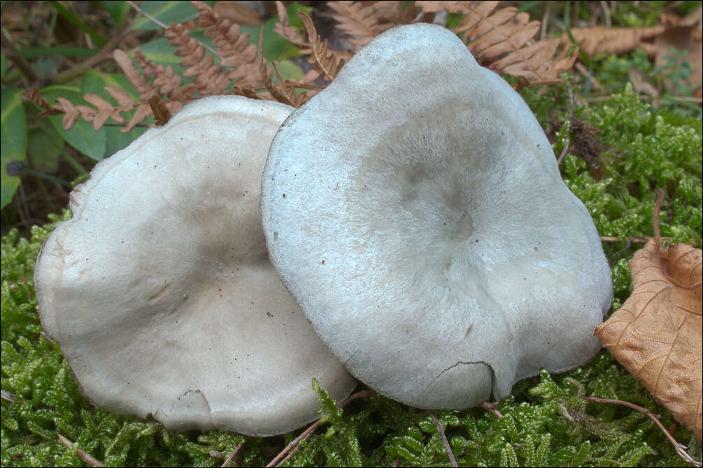 Image de Clitocybe