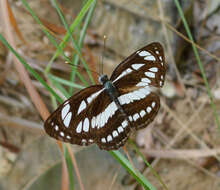 Image of Common Sailor