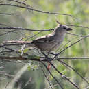 Image of Chirruping Wedgebill