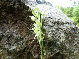 Image of Surrounded column orchid