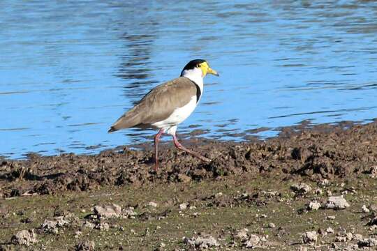 Image of Masked Lapwing