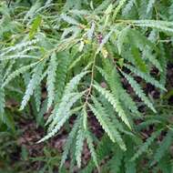 Image of sweet fern