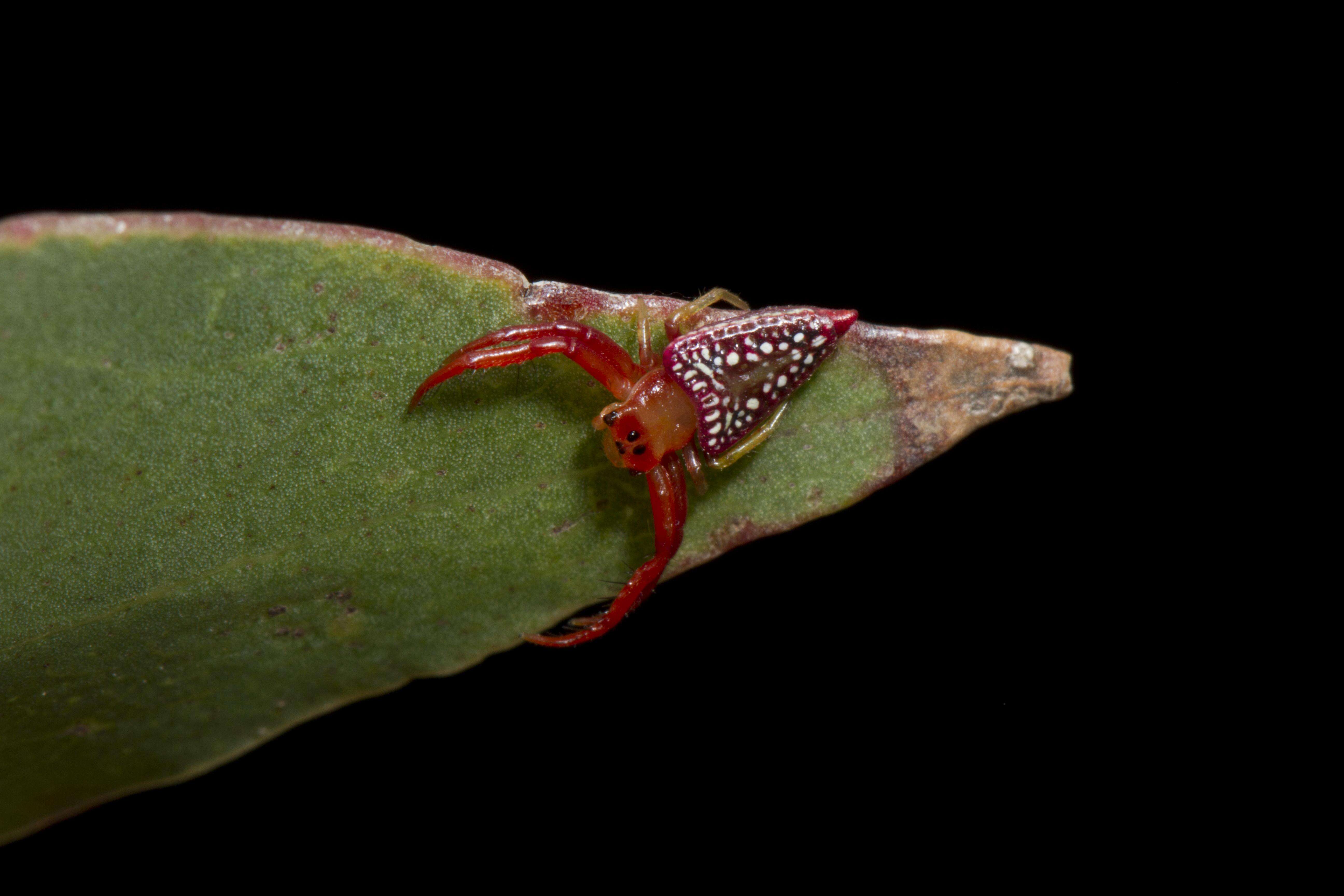 Image de Arkyidae