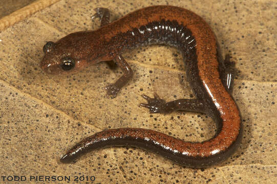 Image of Woodland salamander