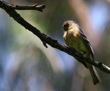 Image of Buff-breasted Flycatcher