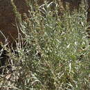 Imagem de Artemisia cana subsp. bolanderi (A. Gray) G. H. Ward