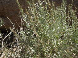 Image de Artemisia cana Pursh