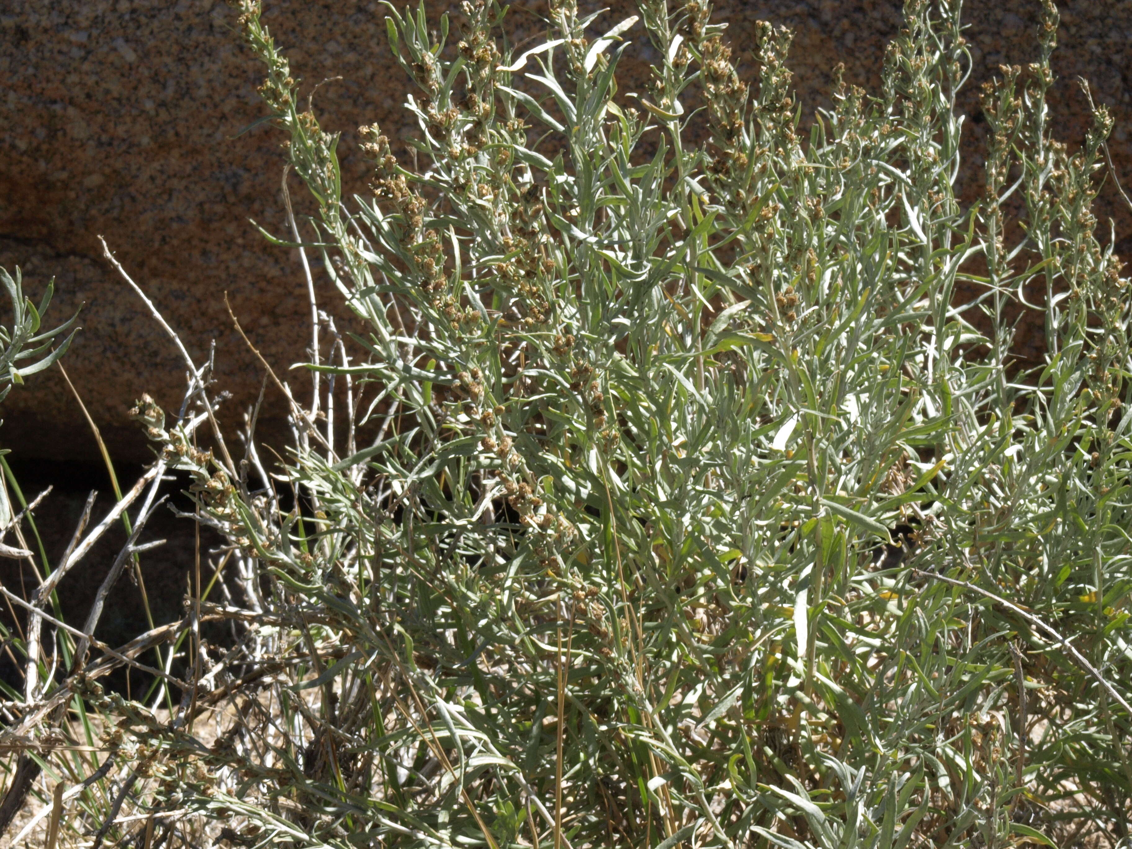 Image of silver sagebrush