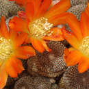 Image of Rebutia pulvinosa subsp. perplexa (Donald) Hjertson