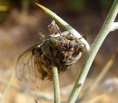 Image of Cicada