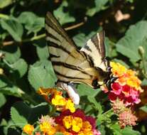 Image of Iphiclides