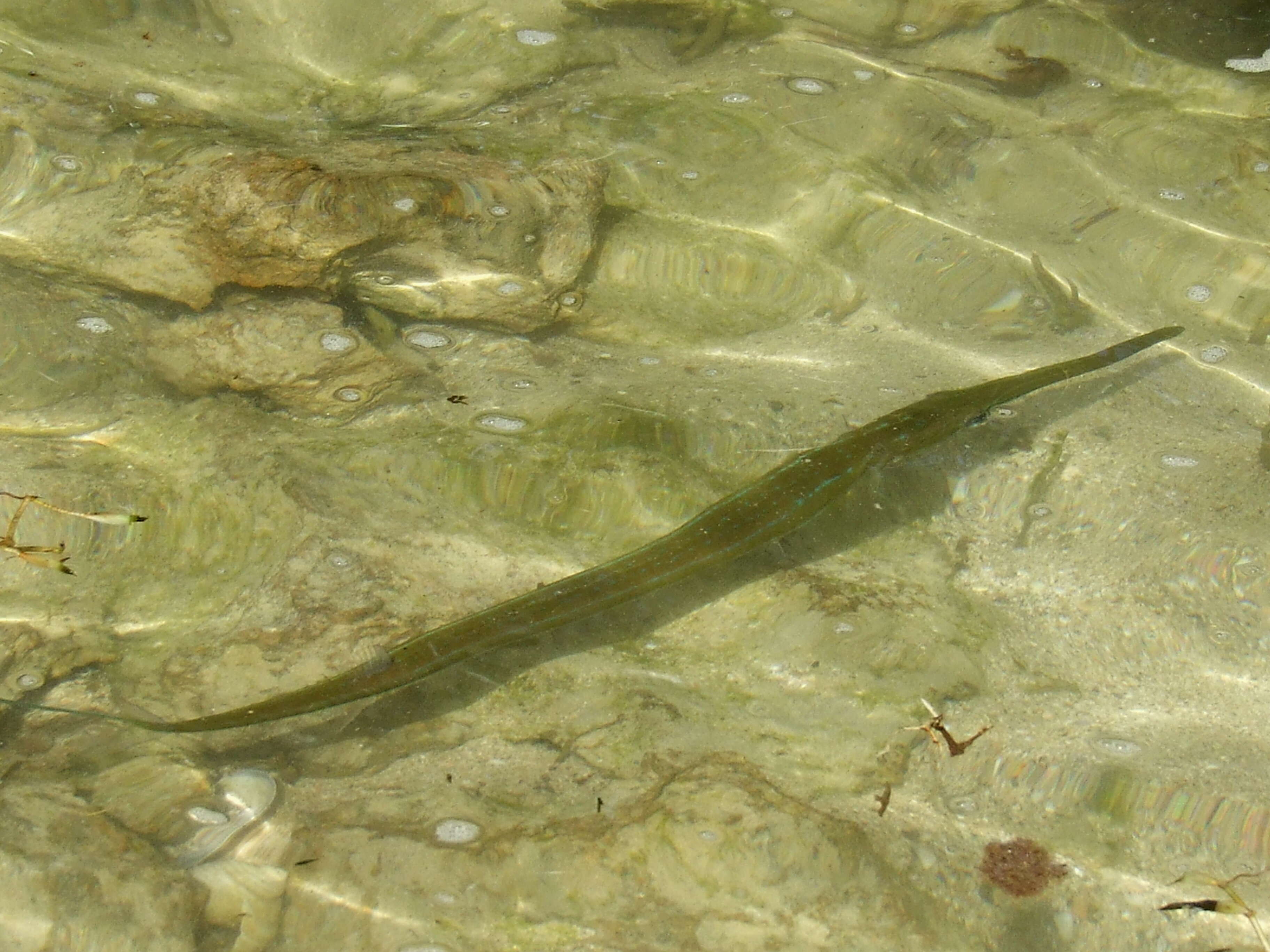 Image of trumpetfishes