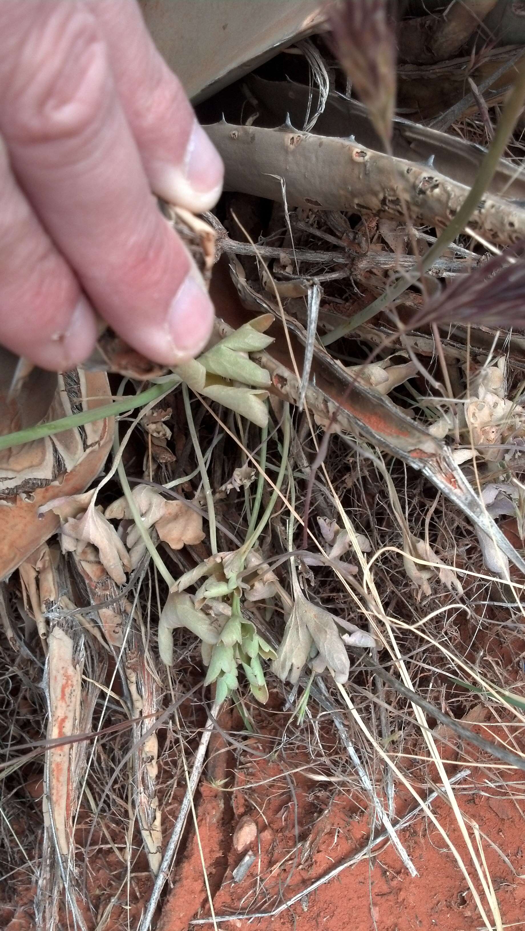 Image of Barestem Larkspur