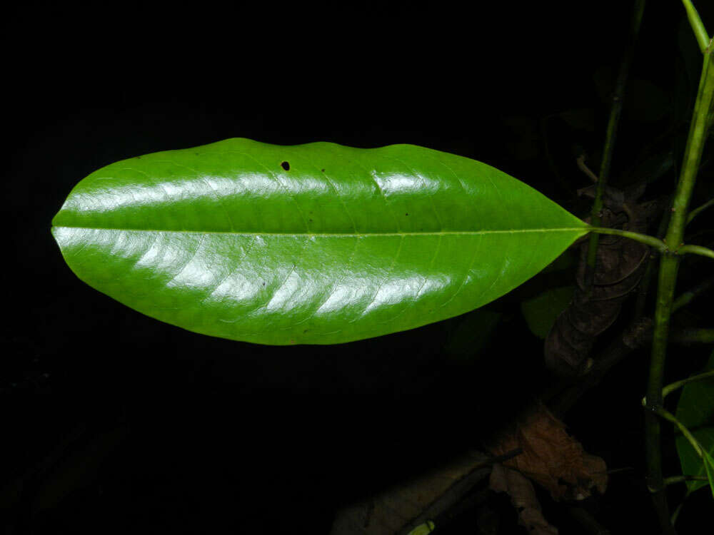 Image of Vochysia guatemalensis J. D. Smith