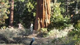 Image of Incense-cedar