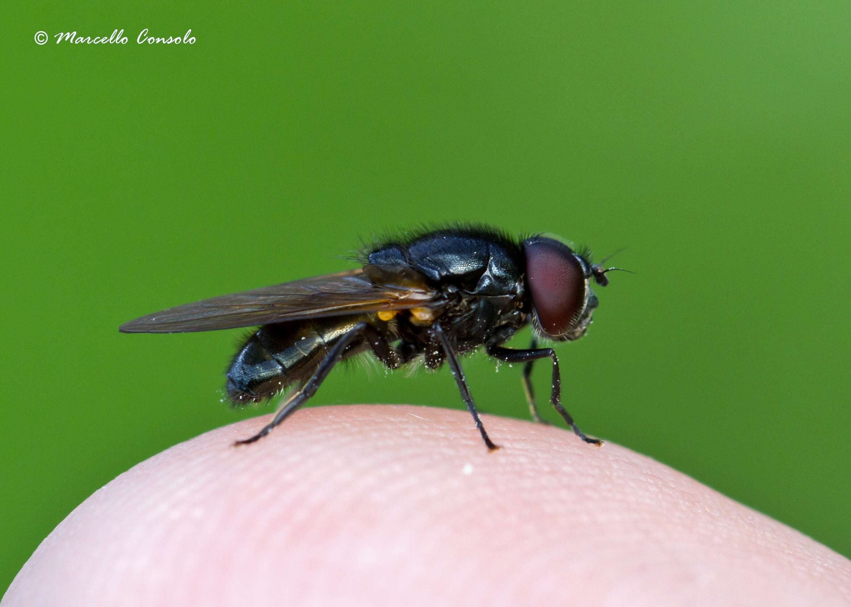 صورة Cheilosia