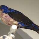 Image of Purple-breasted Cotinga