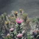 Image of Isopogon latifolius R. Br.